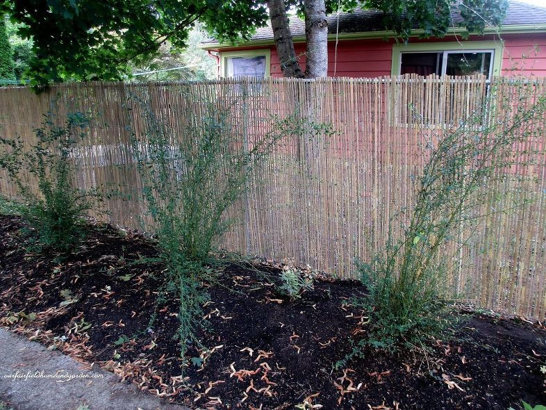 Best ideas about DIY Chain Link Fence
. Save or Pin DIY Beautify a Chain Link Fence With Bamboo Now.