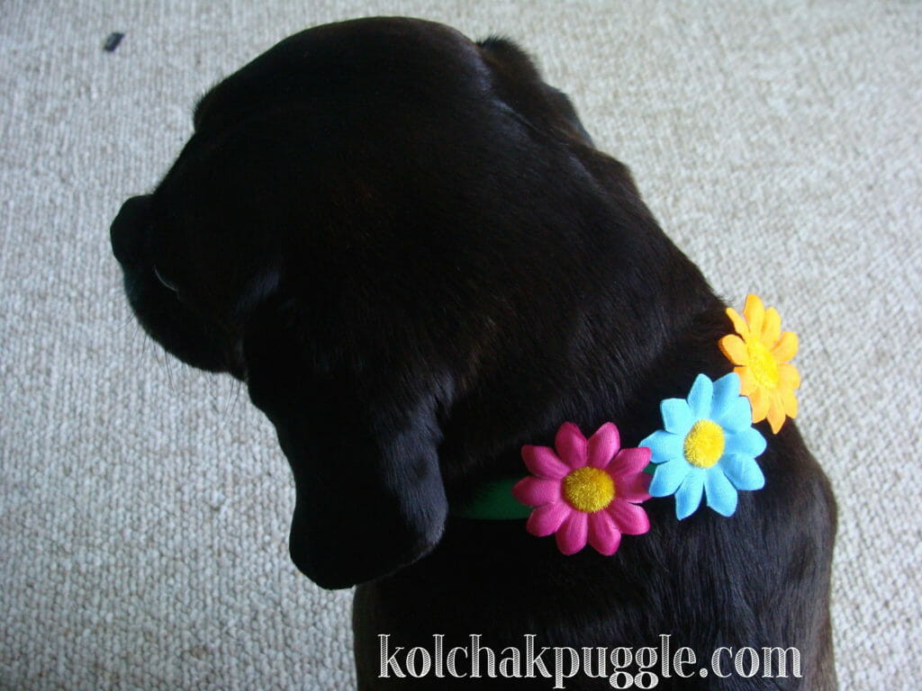 Best ideas about DIY Dog Accessories
. Save or Pin Ridiculously Easy DIY Dog Collar Accessories Kol s Notes Now.