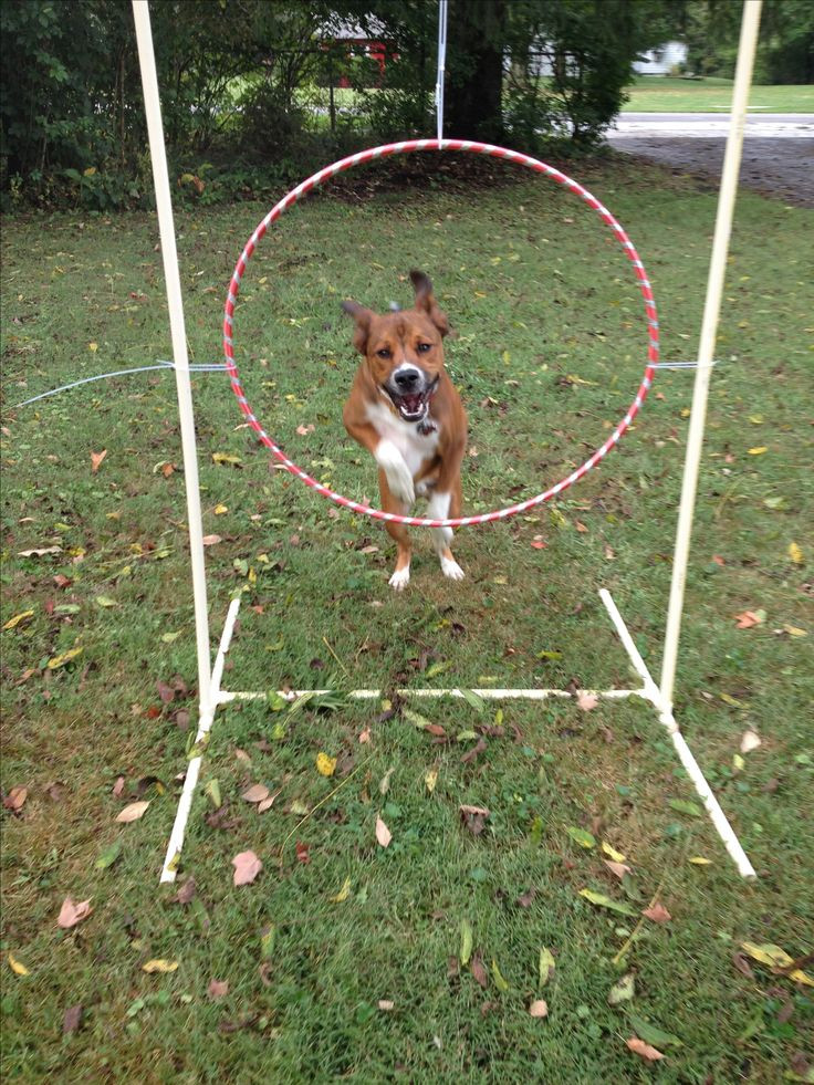 Best ideas about DIY Dog Agility Course
. Save or Pin 25 best ideas about Dog agility on Pinterest Now.