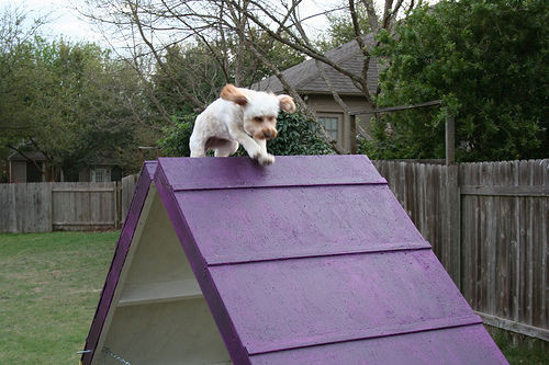 Best ideas about DIY Dog Agility Course
. Save or Pin DIY Dog Agility A Frame 7 Steps with Now.