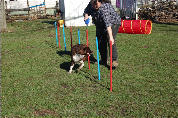 Best ideas about DIY Dog Agility Course
. Save or Pin Homemade Dog Agility Course… Now.