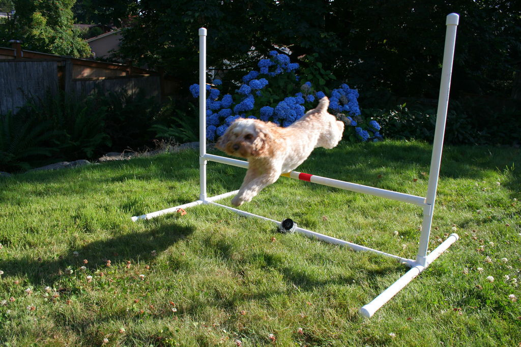 Best ideas about DIY Dog Agility Course
. Save or Pin Dog Agility Jump 8 Steps with Now.