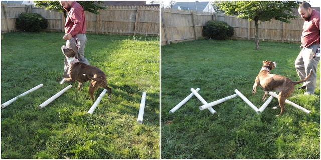 Best ideas about DIY Dog Agility Course
. Save or Pin Erie sisti Bull DIY Agility Equipment Part II Ladders Now.