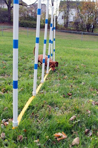 Best ideas about DIY Dog Agility Course
. Save or Pin 17 Best images about DIY Dog Agility Course on Pinterest Now.