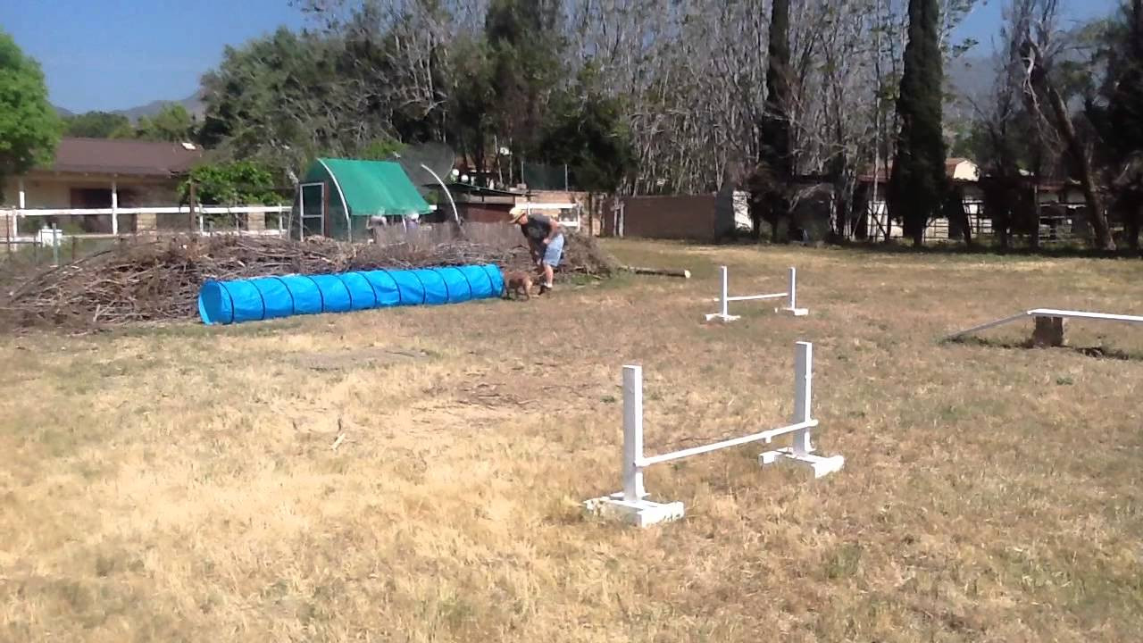 Best ideas about DIY Dog Agility Course
. Save or Pin Homemade dog agility course Now.