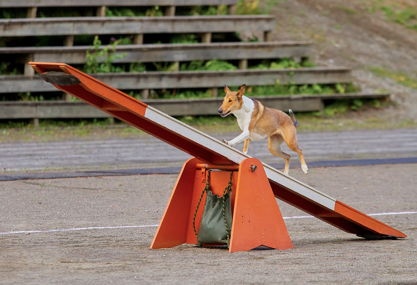 Best ideas about DIY Dog Agility Equipment
. Save or Pin DIY How to Make Your Own Dog Agility Course Petful Now.