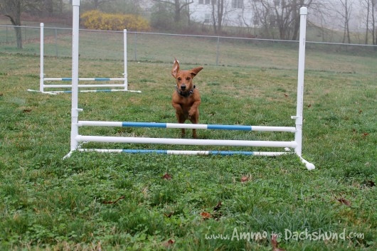 Best ideas about DIY Dog Agility Jumps
. Save or Pin Sponsor Wel e Dog Agility Shop Now.