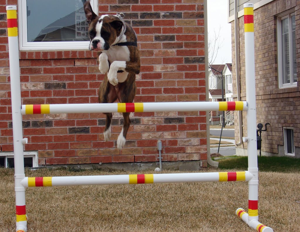 Best ideas about DIY Dog Agility Jumps
. Save or Pin Boxer Dog Stories DIY Dog Agility Jump Now.