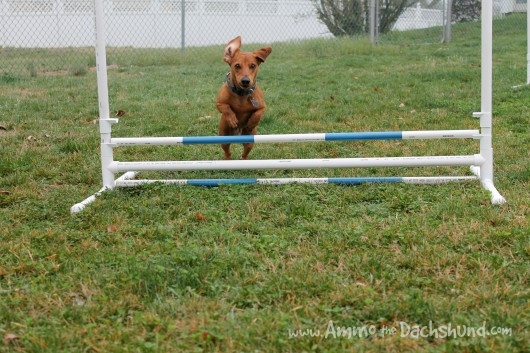Best ideas about DIY Dog Agility Jumps
. Save or Pin DIY Build Your Own Agility Jumps Now.