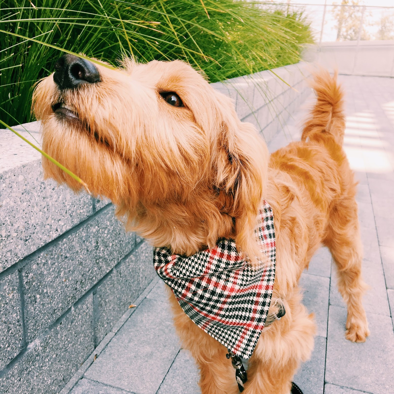 Best ideas about DIY Dog Bandana
. Save or Pin The Parker Project Over the Collar Dog Bandana Tutorial Now.
