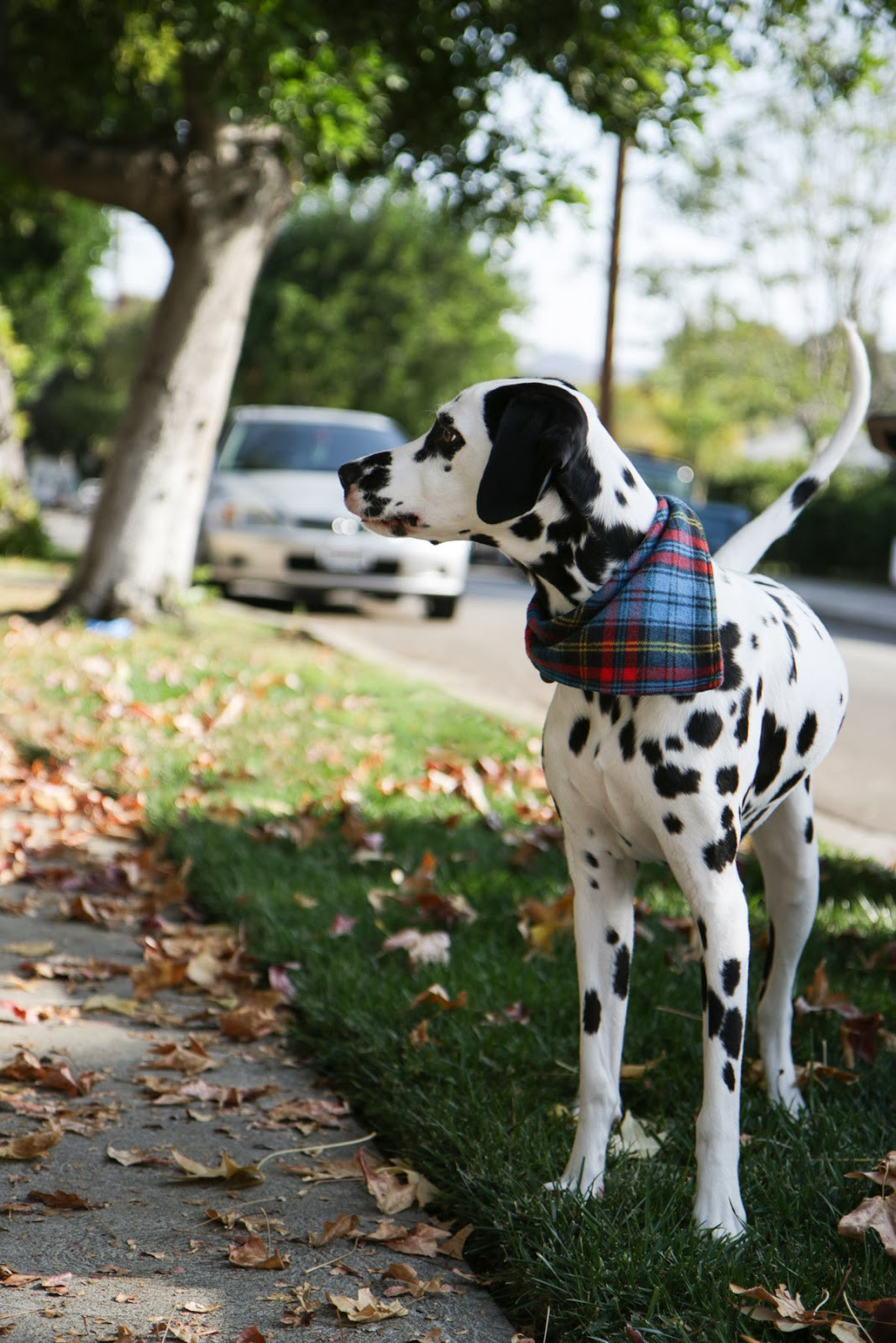 Best ideas about DIY Dog Bandana
. Save or Pin DIY Dog Bandana A Pair of Pears Now.