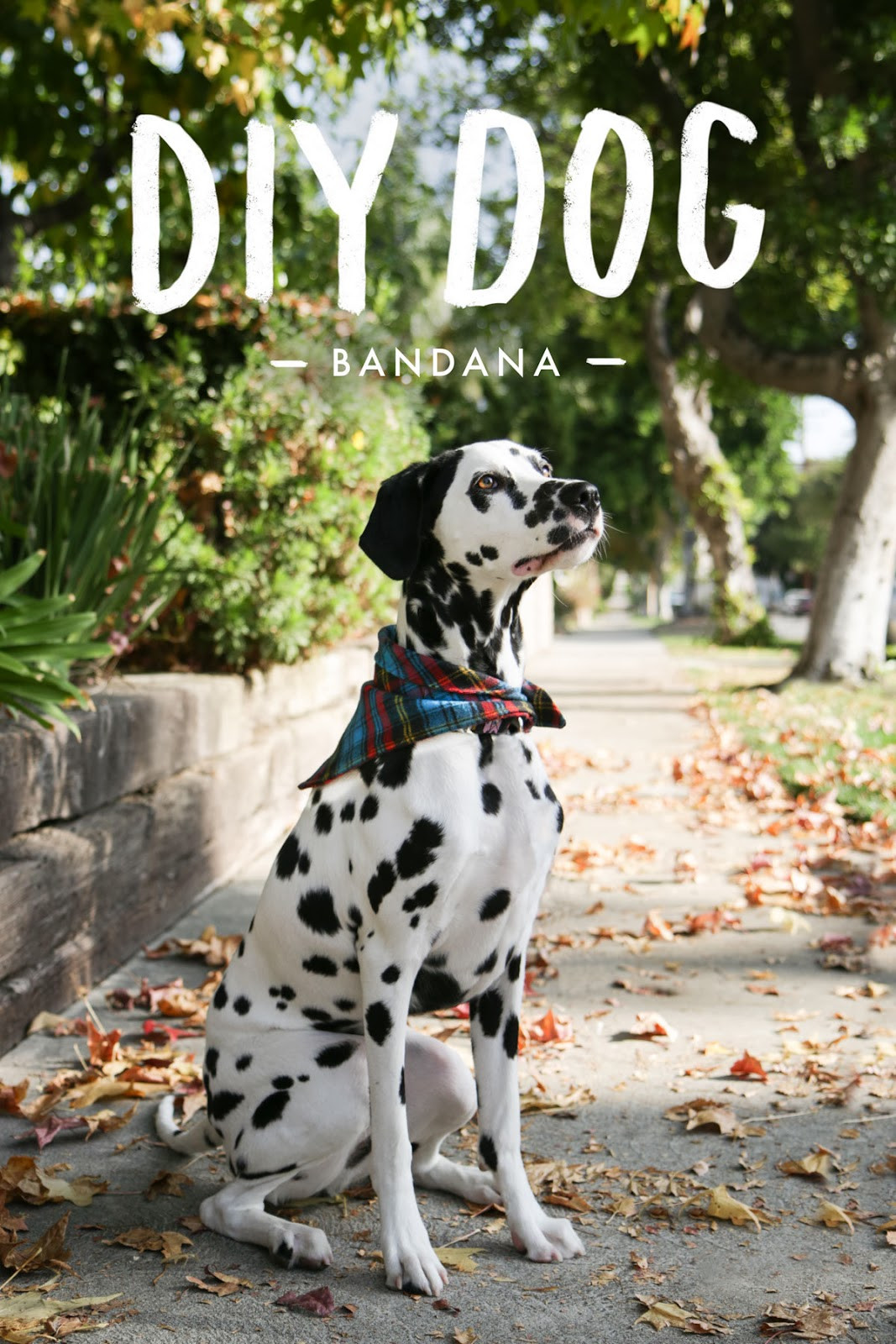 Best ideas about DIY Dog Bandana
. Save or Pin DIY Dog Bandana – Jamie Bartlett Design Now.