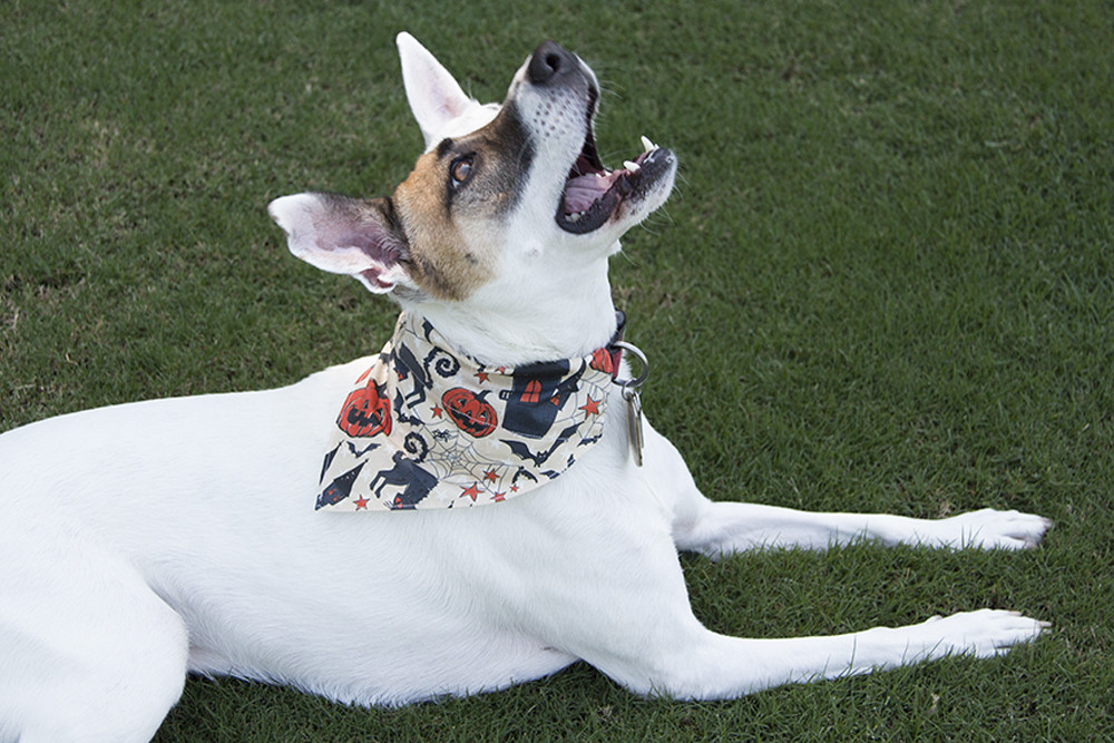 Best ideas about DIY Dog Bandana
. Save or Pin Halloween How To DIY Dog Bandanas for Under $3 Now.