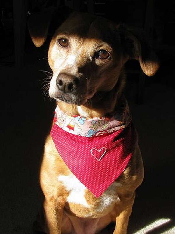 Best ideas about DIY Dog Bandana
. Save or Pin Cool DIY Dog Collars Hative Now.