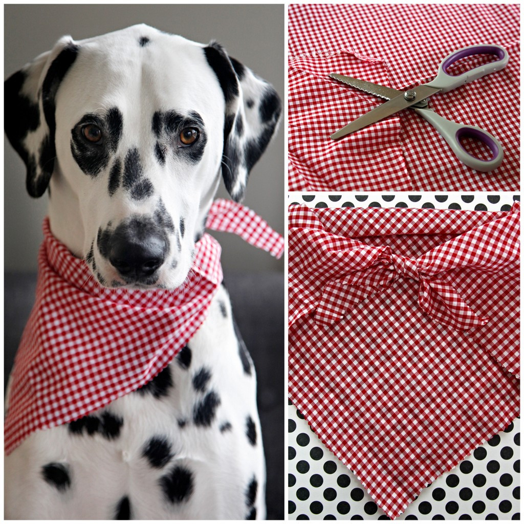 Best ideas about DIY Dog Bandana
. Save or Pin Dalmatian DIY Easy No Sew Pet Bandana Now.
