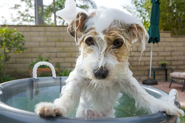 Best ideas about DIY Dog Baths
. Save or Pin 3 Simple Recipes for Homemade Dog Shampoo Now.
