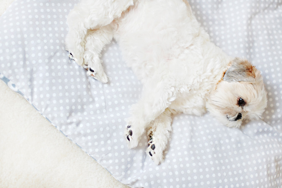 Best ideas about DIY Dog Bed No Sew
. Save or Pin Pretty Fluffy Now.