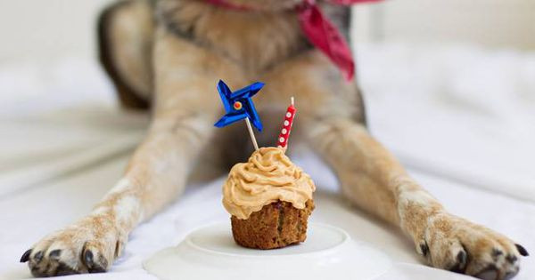 Best ideas about DIY Dog Birthday Cake
. Save or Pin How to make a dog birthday cake Now.