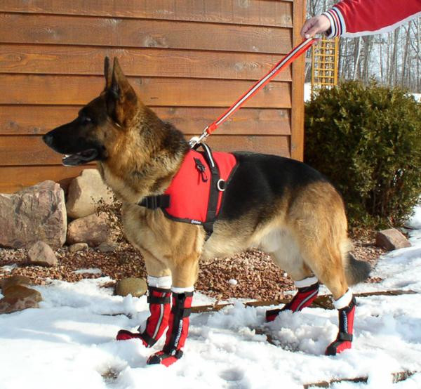 Best ideas about DIY Dog Boots
. Save or Pin Ultimate Dog Boots Now.