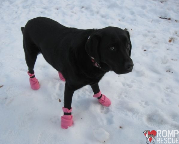 Best ideas about DIY Dog Boots
. Save or Pin Easy DIY Dog Boots ROMP Italian Greyhound Rescue Now.