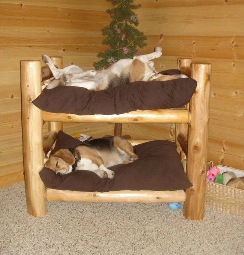 Best ideas about DIY Dog Bunk Bed
. Save or Pin Fabulous Dog Bed Design Ideas Your Pets Will Enjoy Now.