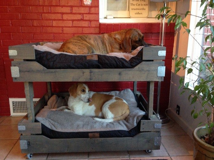 Best ideas about DIY Dog Bunk Bed
. Save or Pin How to build a bunk bed for your pets Now.