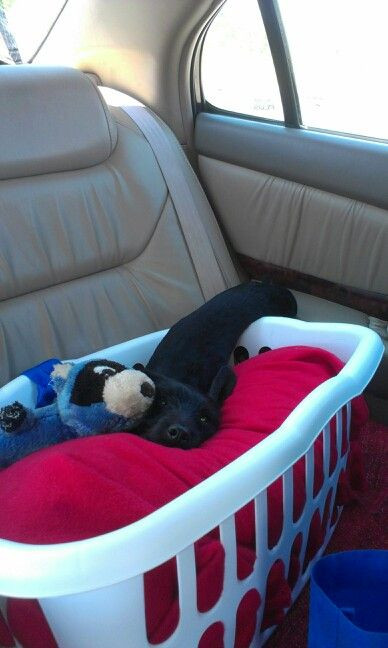 Best ideas about DIY Dog Car Seat
. Save or Pin 1000 ideas about Dog Car Seats on Pinterest Now.