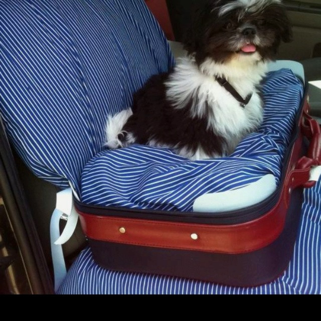 Best ideas about DIY Dog Car Seat
. Save or Pin 17 Best images about Dog Car Seat on Pinterest Now.