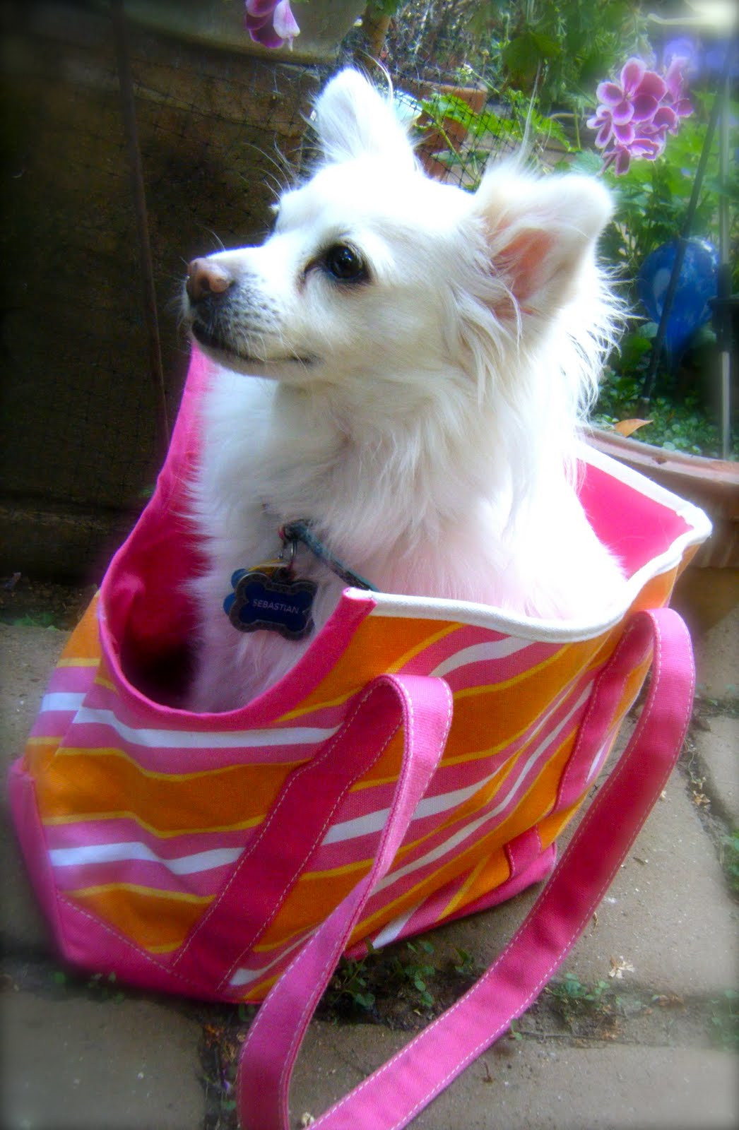 Best ideas about DIY Dog Carrier
. Save or Pin Sew DoggyStyle MY DIY Now.