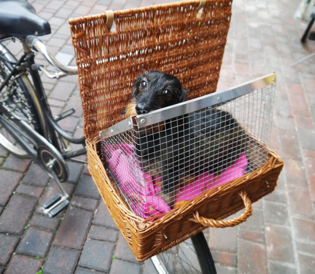 Best ideas about DIY Dog Carrier
. Save or Pin DIY dog bicycle basket Now.