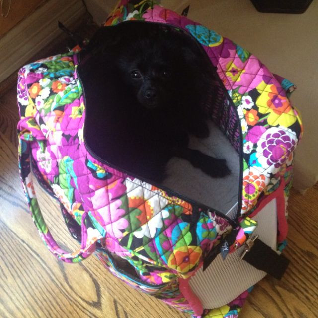 Best ideas about DIY Dog Carrier
. Save or Pin DIY dog carrier made from Vera Bradley s "weekender" bag Now.