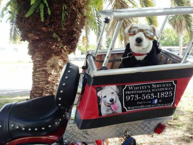 Best ideas about DIY Dog Carrier
. Save or Pin Harley Davidson Dogs on Harleys Hdforums Now.
