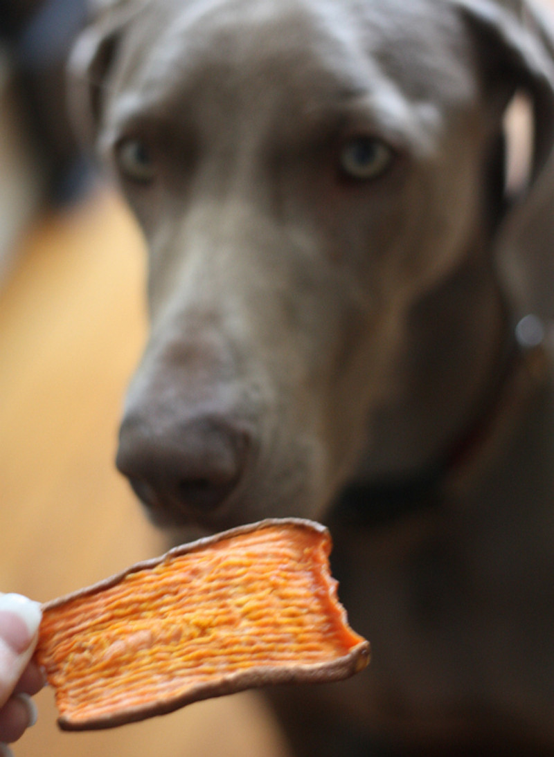 Best ideas about DIY Dog Chews
. Save or Pin How to Make Sweet Potato Dog Chew Treats Cooking Now.