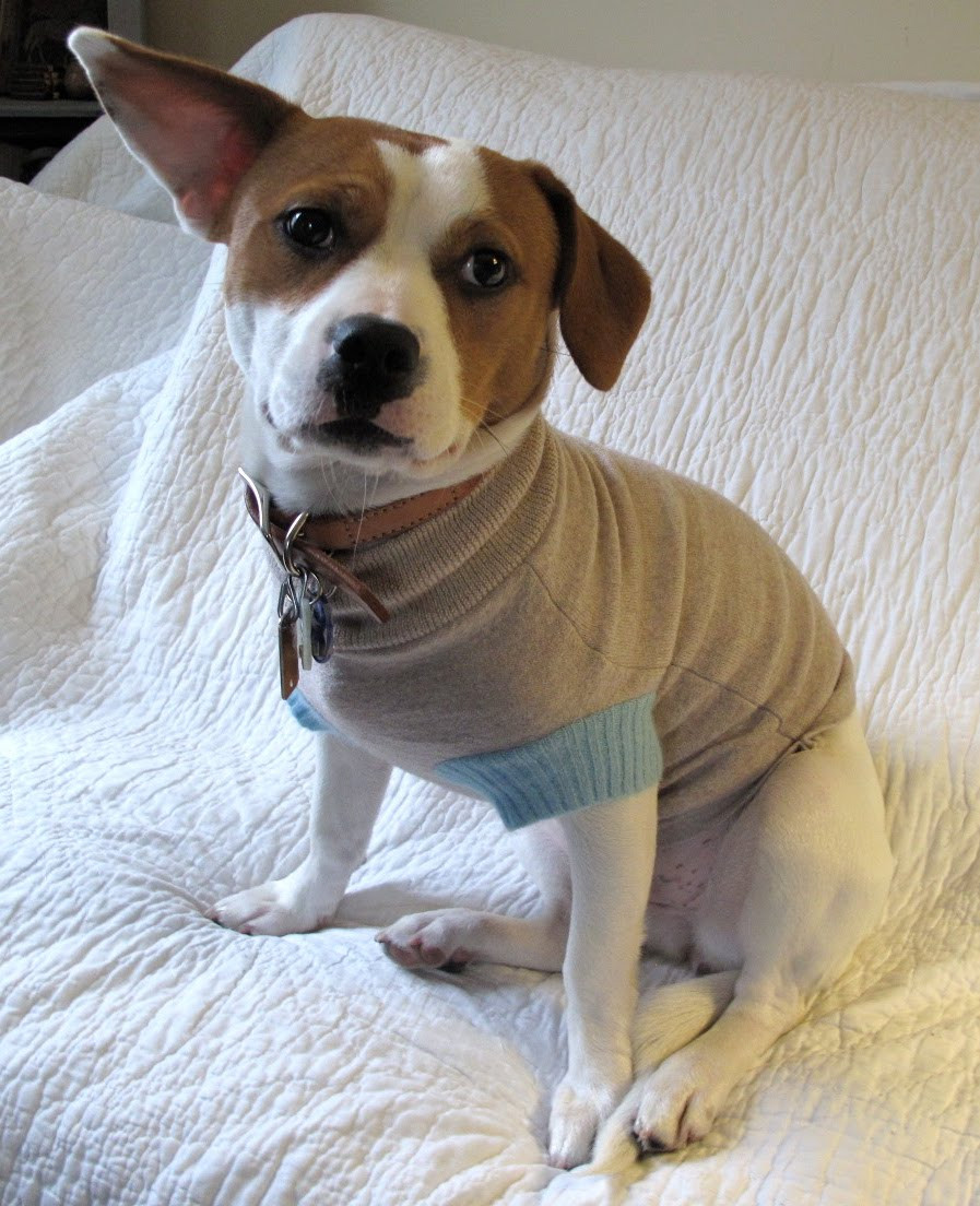 Best ideas about DIY Dog Clothes From Old Shirts
. Save or Pin 10 Best DIY Gift Tutorials For Your Dog Wiproo Now.