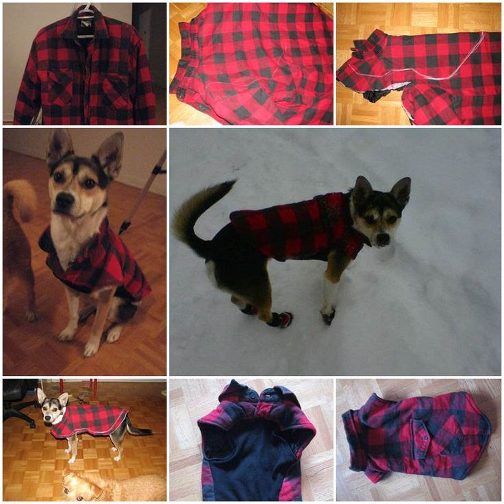 Best ideas about DIY Dog Clothing
. Save or Pin DIY Dog Winter Jacket from Old Shirt Now.