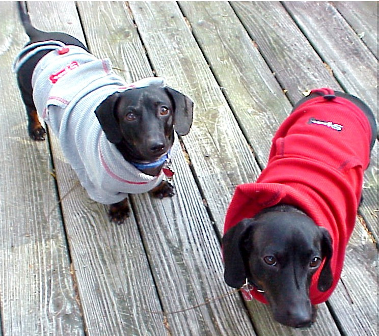 Best ideas about DIY Dog Clothing
. Save or Pin 35 DIY Dog Coats Now.