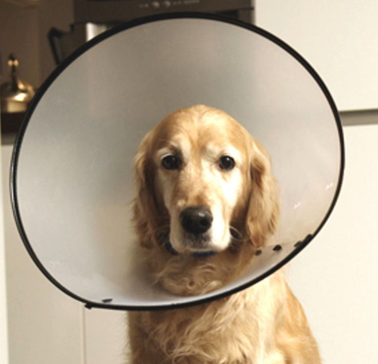 Best ideas about DIY Dog Cone Collar
. Save or Pin Best 25 Dog cone ideas on Pinterest Now.