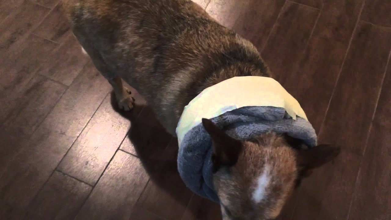 Best ideas about DIY Dog Cone Collar
. Save or Pin DIY DOG CONE ALTERNATIVE e collar Now.