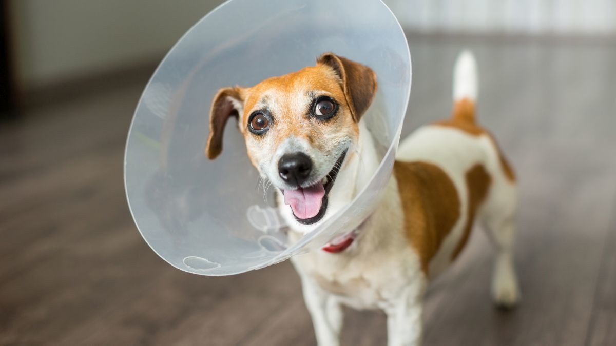 Best ideas about DIY Dog Cone Collar
. Save or Pin 7 DIY Dog E Cones Seven E Collars You Can Make at Home Now.