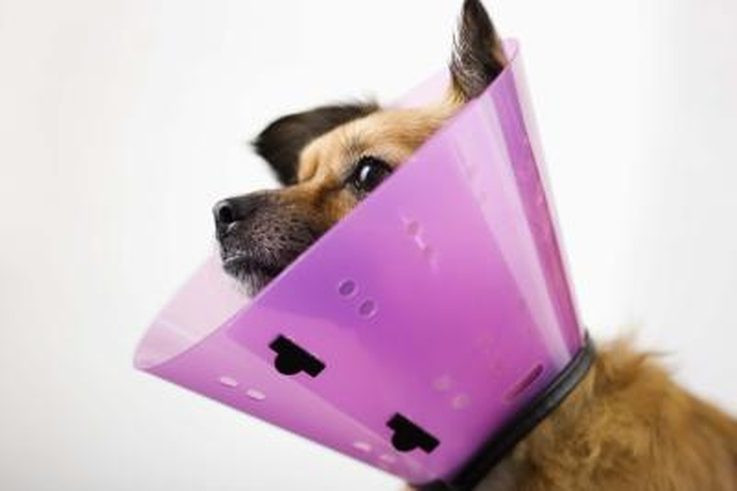 Best ideas about DIY Dog Cone Collar
. Save or Pin Homemade Elizabethan Collars for Dogs Now.