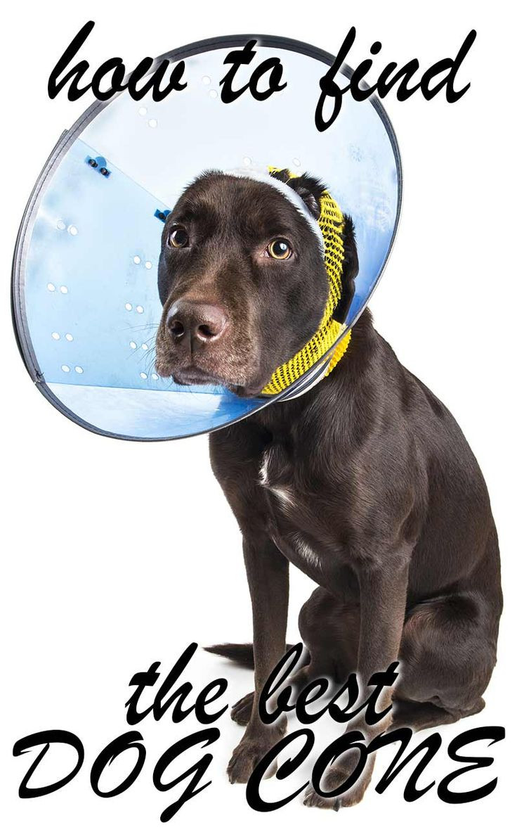 Best ideas about DIY Dog Cones
. Save or Pin Best 25 Dog cone ideas on Pinterest Now.