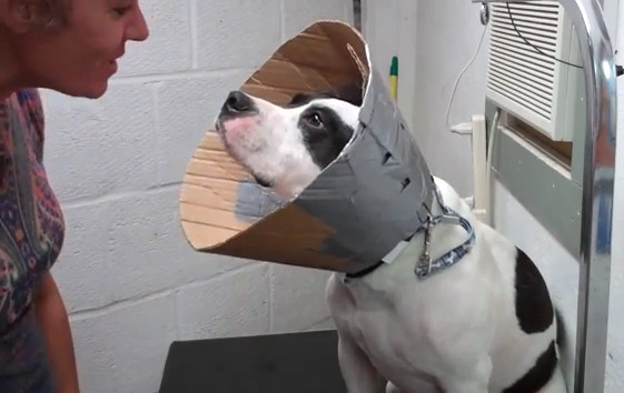 Best ideas about DIY Dog Cones
. Save or Pin DIY Cardboard Cone Collar petdiys Now.