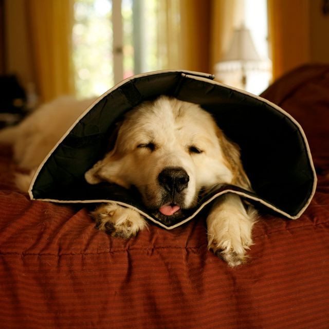 Best ideas about DIY Dog Cones
. Save or Pin Best 25 Dog cone ideas on Pinterest Now.