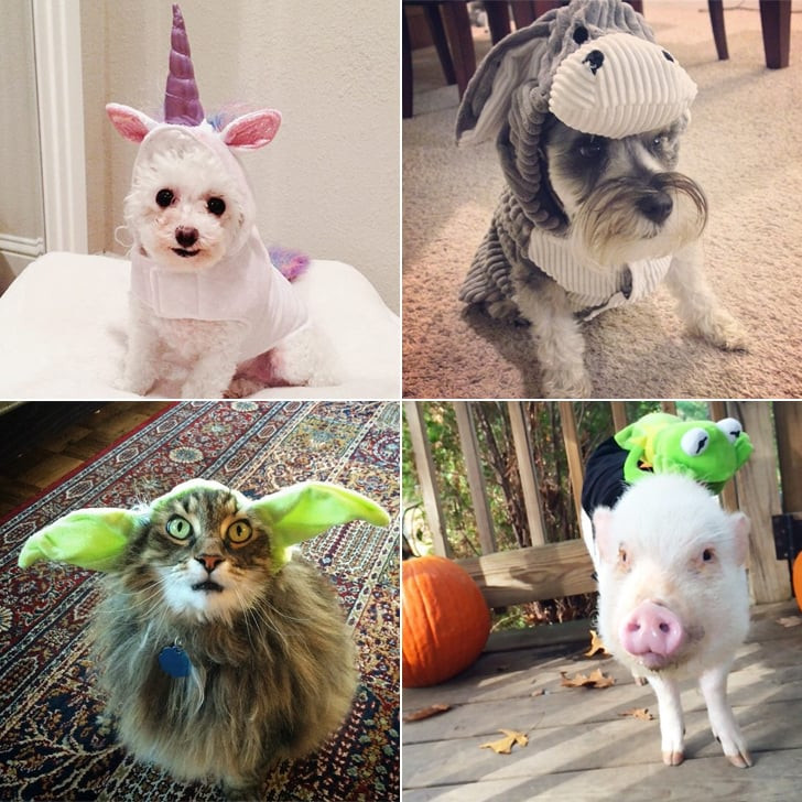 Best ideas about DIY Dog Costumes
. Save or Pin DIY Pet Costume Ideas Now.