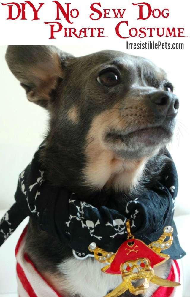 Best ideas about DIY Dog Costumes
. Save or Pin DIY Pirate Dog Costume Irresistible Pets Now.