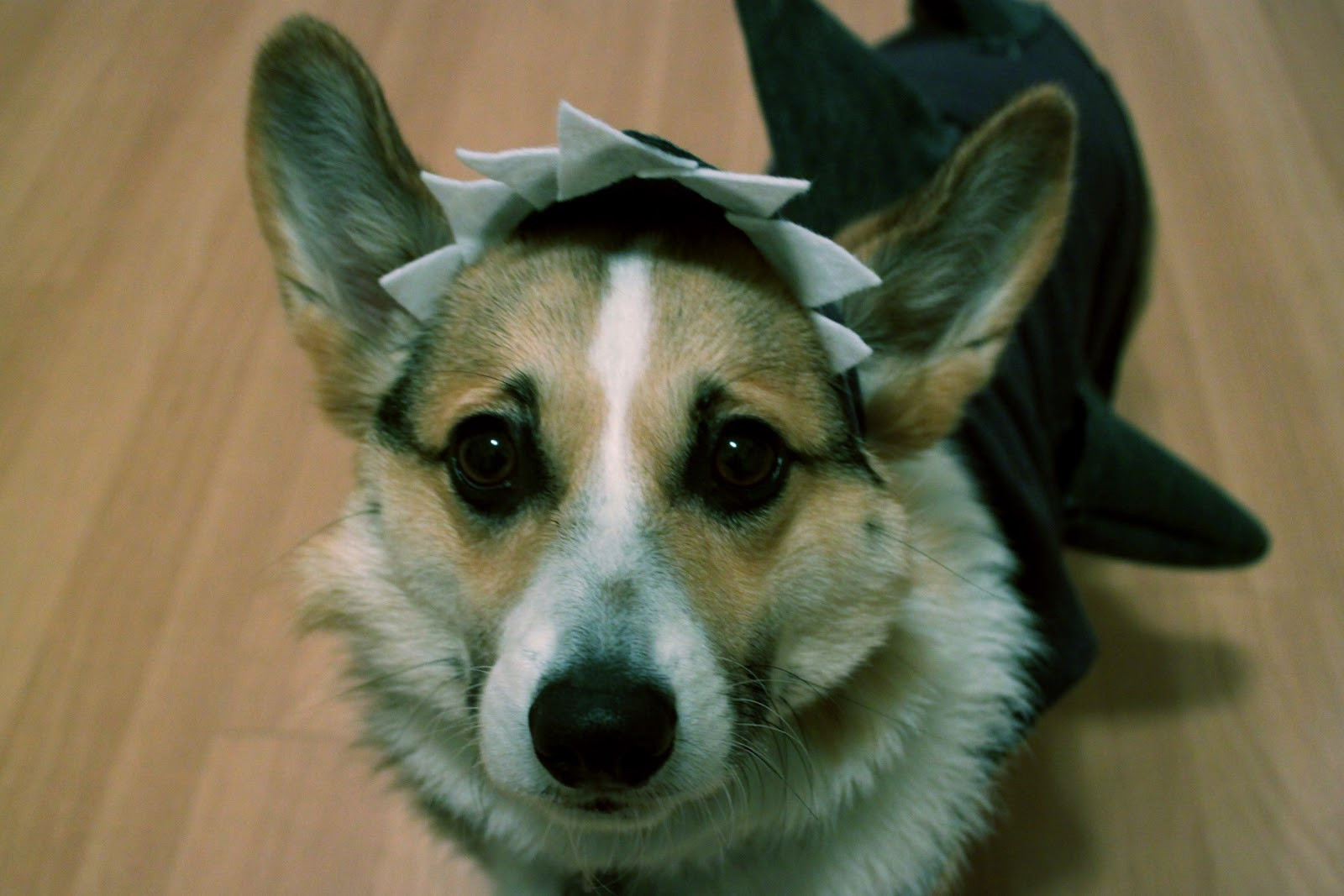 Best ideas about DIY Dog Costumes
. Save or Pin rouge & whimsy easy cheap DIY dog costume Now.