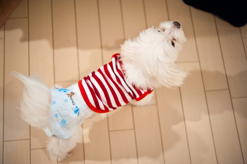 Best ideas about DIY Dog Diaper
. Save or Pin DIY Dog Diaper Step by Step DIY Instructions and Expert s Now.