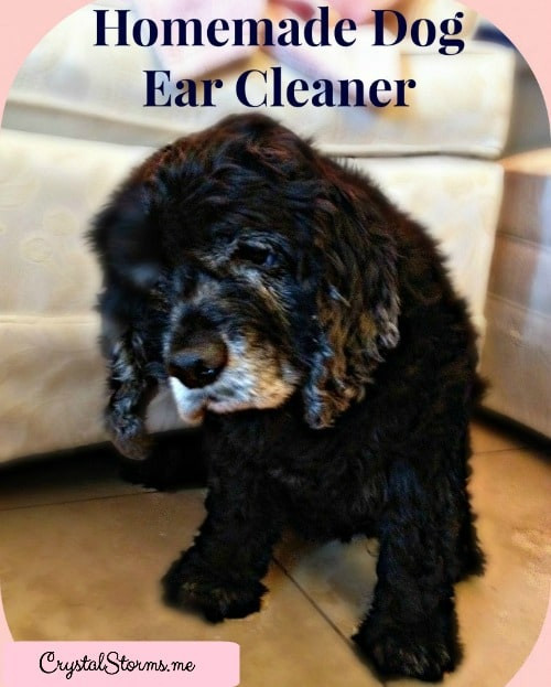 Best ideas about DIY Dog Ear Cleaner
. Save or Pin Homemade Dog Ear Cleaner Crystal Storms Now.