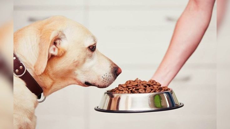 Best ideas about DIY Dog Euthanasia
. Save or Pin Best 25 Dog food stations ideas on Pinterest Now.
