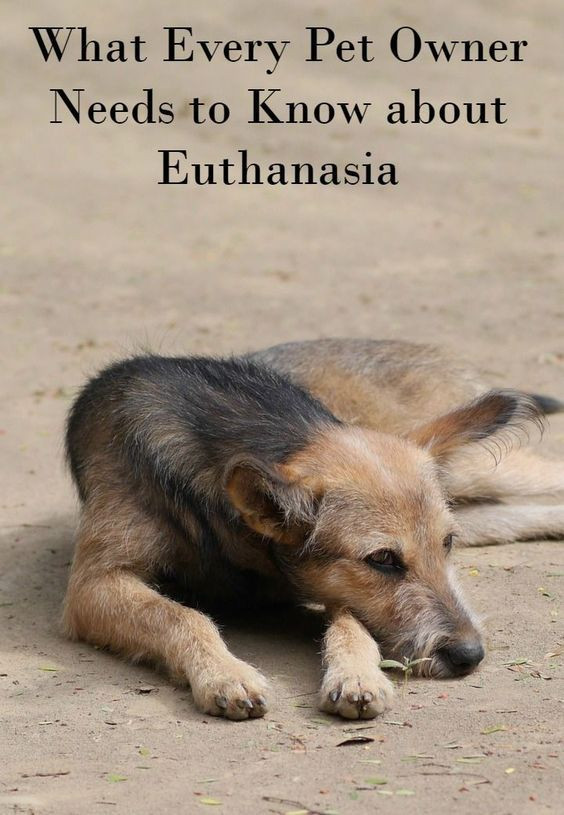 Best ideas about DIY Dog Euthanasia
. Save or Pin What Every Pet Owner Needs to Know about Dog Euthanasia Now.